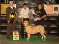Matriz - Fila Brasileiro Dourado - Canil Singular - Olivia